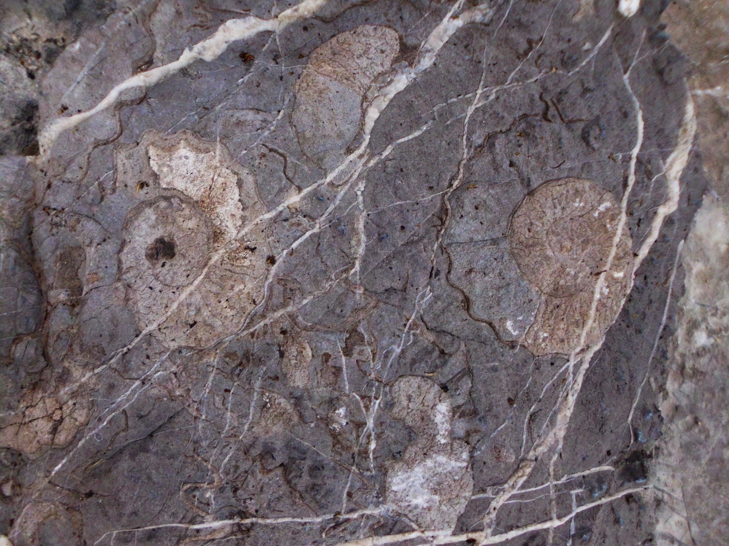 Detail of the fossils